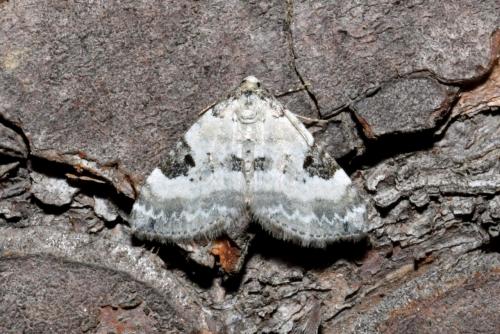 Réf. 211 673 : Perizoma blandiata